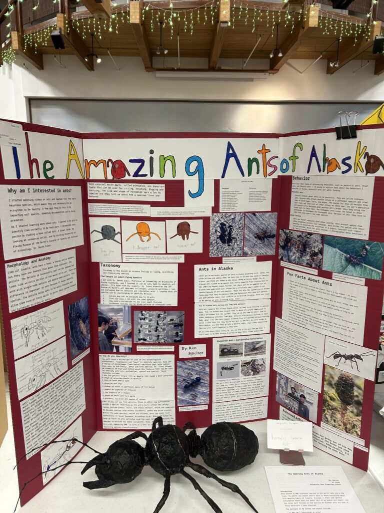 A student science fair poster on a table. The poster background is red, and titled "The Amazing Ants of Alaska" in a rainbow of colors. The poster features typed information, photographs, and hand drawings related to ants. There is a large handmade model of an ant on the table in front of the poster.